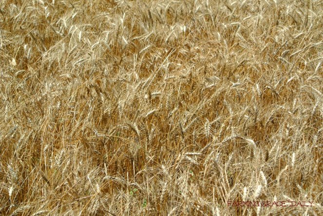 wheat 2015