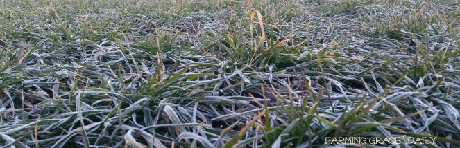 notill wheat field 2016 Jan