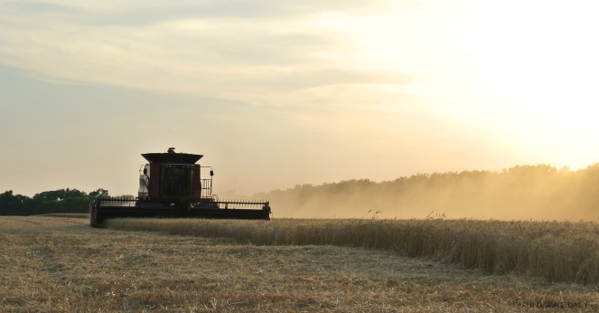 Kansas Wheat Harvest 2016 Julie Vogts