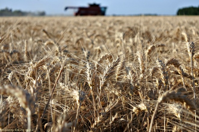 Kansas wheat harvest 2018 case ih combine