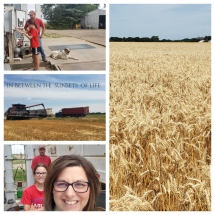 wheat-harvest-kansas